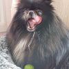 Images de profil de Pascale - Blooming Pets - Petsitting et garde d'animaux à domicile