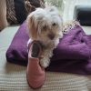 Images de profil de Pascale - Blooming Pets - Petsitting et garde d'animaux à domicile