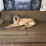 Isis Mon Chien  Berger Belge Malinois Femelle stérilisée - Garde d'animaux à domicile