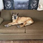 Isis Mon Chien  Berger Belge Malinois Femelle stérilisée - Garde d'animaux à domicile