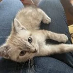 Yoshi Mon Chat  Européen Mâle - Garde d'animaux à domicile