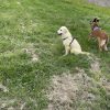 Images de profil de Patricia - Blooming Pets - Petsitting et garde d'animaux à domicile