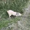 Images de profil de Patricia - Blooming Pets - Petsitting et garde d'animaux à domicile