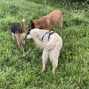 Images de profil de Patricia - Blooming Pets - Petsitting et garde d'animaux à domicile