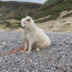 Pawnee Mon Chien  Samoyède Femelle - Garde d'animaux à domicile