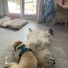 Images de profil de Pauline - Blooming Pets - Petsitting et garde d'animaux à domicile