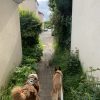 Images de profil de Pauline - Blooming Pets - Petsitting et garde d'animaux à domicile