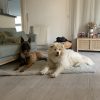 Images de profil de Pauline - Blooming Pets - Petsitting et garde d'animaux à domicile
