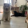 Images de profil de Pauline - Blooming Pets - Petsitting et garde d'animaux à domicile