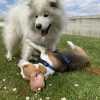 Images de profil de Pauline - Blooming Pets - Petsitting et garde d'animaux à domicile