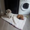 Images de profil de Pauline - Blooming Pets - Petsitting et garde d'animaux à domicile