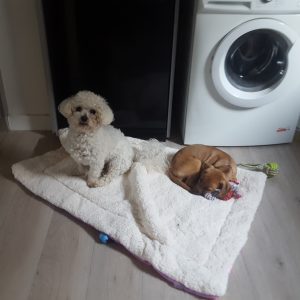 Images de profil de Pauline - Blooming Pets - Petsitting et garde d'animaux Ă domicile