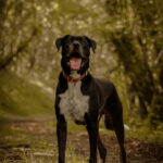 Masta Mon Chien  Cane Corso Italiano Mâle stérilisé - Garde d'animaux à domicile