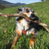 Images de profil de Pauline - Blooming Pets - Petsitting et garde d'animaux à domicile