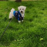 Bruz Mon Chien  Bichon Maltais Mâle - Garde d'animaux à domicile