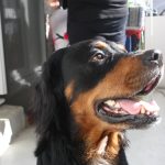 Tayko Mon Chien  Beauceron Mâle - Garde d'animaux à domicile