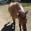 Images de profil de Pauline - Blooming Pets - Petsitting et garde d'animaux à domicile