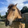 Images de profil de Pauline - Blooming Pets - Petsitting et garde d'animaux à domicile