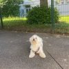 Images de profil de Pauline - Blooming Pets - Petsitting et garde d'animaux à domicile