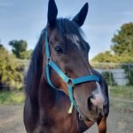 Mahjong Mon Cheval  Origine Constatée (OC) Hongre - Garde d'animaux à domicile