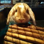 Clas Ohlson Mon Lapin  Bélier Français Mâle - Garde d'animaux à domicile
