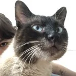 OMALLEY Mon Chat  Siamois Mâle stérilisé - Garde d'animaux à domicile