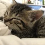 BERLIOZ Mon Chat  Européen Mâle - Garde d'animaux à domicile