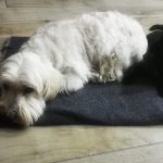 Iron Mon Chien  Bichon Maltais Mâle - Garde d'animaux à domicile