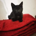 Uny Mon Chat  Européen Femelle stérilisée - Garde d'animaux à domicile