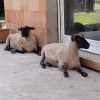 Images de profil de Sophie - Blooming Pets - Petsitting et garde d'animaux à domicile