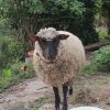 Images de profil de Sophie - Blooming Pets - Petsitting et garde d'animaux à domicile