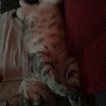 Titi Mon Chat  Européen Mâle stérilisé - Garde d'animaux à domicile