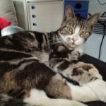 Nikki Mon Chat  Européen Mâle stérilisé - Garde d'animaux à domicile