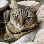 Oups Mon Chat  Européen Femelle - Garde d'animaux à domicile