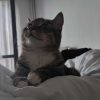 Images de profil de Perrine - Blooming Pets - Petsitting et garde d'animaux à domicile