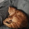 Images de profil de Perrine - Blooming Pets - Petsitting et garde d'animaux à domicile