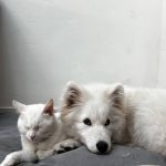 Ugo Mon Chien  Samoyède Mâle - Garde d'animaux à domicile