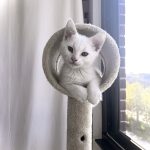 Ferdinand Mon Chat  Chat de gouttière (Commun) Mâle stérilisé - Garde d'animaux à domicile