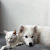 Images de profil de Perrine - Blooming Pets - Petsitting et garde d'animaux à domicile
