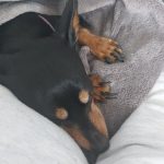 Nala Mon Chien  Pinscher Nain Femelle - Garde d'animaux à domicile