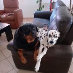 Orkanne Mon Chien  Rottweiler Femelle - Garde d'animaux à domicile