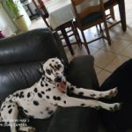 Rafale Mon Chien  Dalmatien Femelle - Garde d'animaux à domicile