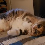 Mimine Mon Chat  Croisé Femelle - Garde d'animaux à domicile