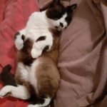 Ysis Mon Chat  Croisé Mâle stérilisé - Garde d'animaux à domicile