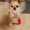 Images de profil de Véronique - Blooming Pets - Petsitting et garde d'animaux à domicile