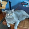 Images de profil de Véronique - Blooming Pets - Petsitting et garde d'animaux à domicile