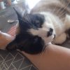 Images de profil de Véronique - Blooming Pets - Petsitting et garde d'animaux à domicile