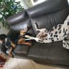 Images de profil de Véronique - Blooming Pets - Petsitting et garde d'animaux à domicile