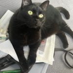 Cléa Mon Chat  Européen Femelle - Garde d'animaux à domicile