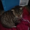 Images de profil de Amandine - Blooming Pets - Petsitting et garde d'animaux à domicile